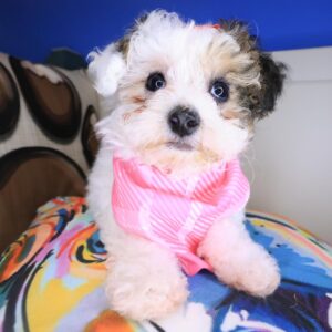 Kiko Poodle 01