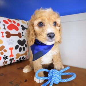 Kingpin Aussiedoodle 01 Kingpin Aussiedoodle 01