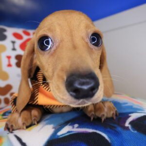 Kip Dachshund 01 Kip Dachshund 01