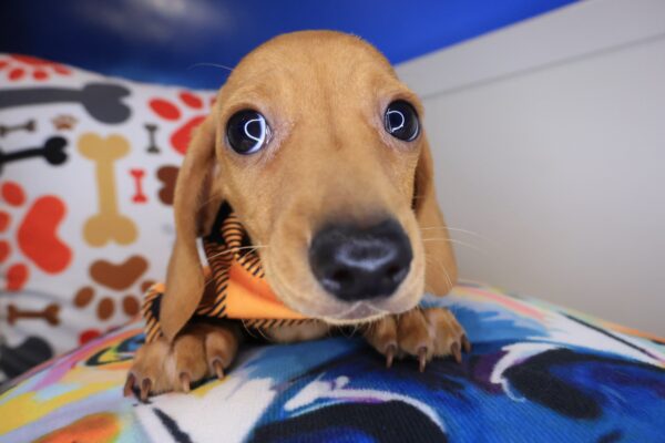 Kip Dachshund 01