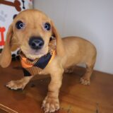 Kip Dachshund 02