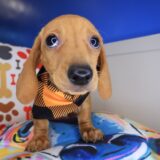 Kip Dachshund 04