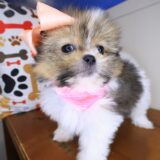 Kumquat Shihpom 02