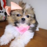 Kumquat Shihpom 04
