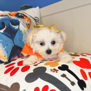 Kymberli Morkie 01 Kymberli Morkie 01