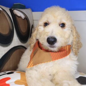 Lager Goldendoodle 01 Lager Goldendoodle 01