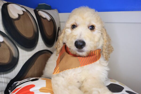 Lager Goldendoodle 01