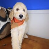 Lager Goldendoodle 02