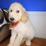 Lager Goldendoodle 03