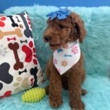 Laica Poodle 01