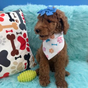 Laica Poodle 01