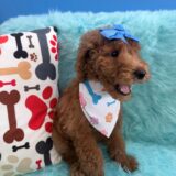 Laica Poodle 02