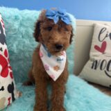 Laica Poodle 03