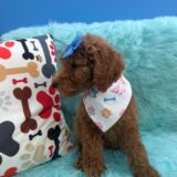 Laica Poodle 04