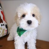 Lark Maltipoo 01
