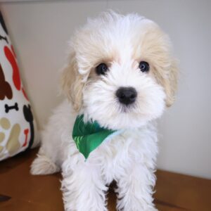 Lark Maltipoo 01 Lark Maltipoo 01