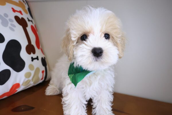 Lark Maltipoo 01