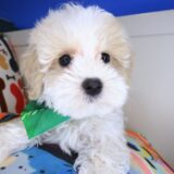 Lark Maltipoo 02