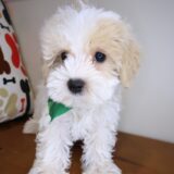 Lark Maltipoo 03