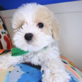Lark Maltipoo 04