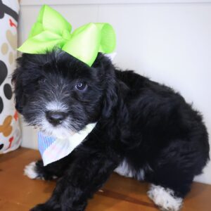 Leia Aussiedoodle 01