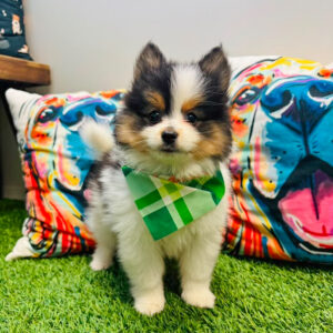 Lennox Pomsky 01 Lennox Pomsky 01