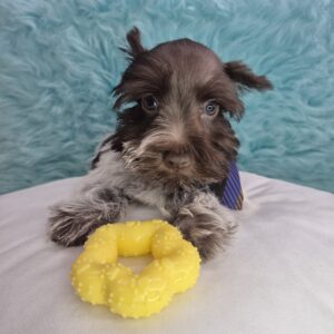 Lenny Schnauzer 01 Lenny Schnauzer 01