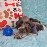Lenny Schnauzer 02