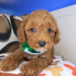 Leo Poodle 01 Leo Poodle 01