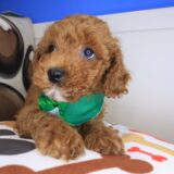 Leo Poodle 03