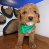 Leo Poodle 04