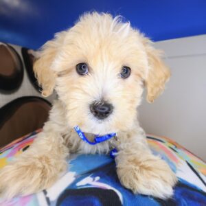 Levi Maltipoo 01 Levi Maltipoo 01