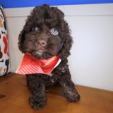 Liora Cockapoo 01