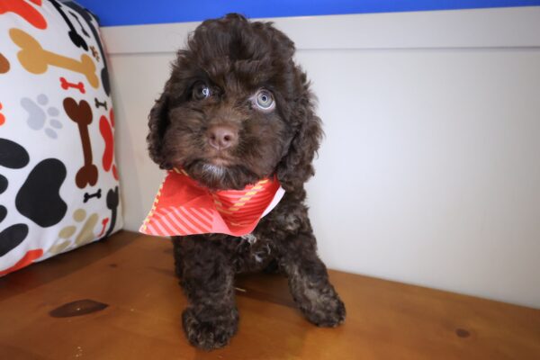 Liora Cockapoo 01