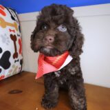 Liora Cockapoo 03