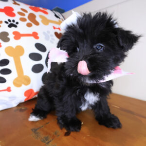 Loi Morkie 01 Loi Morkie 01