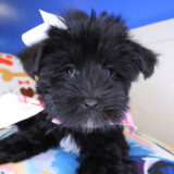 Loi Morkie 02