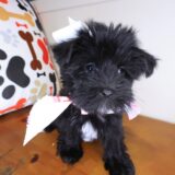 Loi Morkie 03