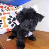 Loi Morkie 04