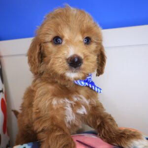 Lucky Goldendoodle 01 Lucky Goldendoodle 01