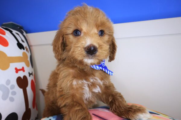 Lucky Goldendoodle 01
