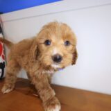 Lucky Goldendoodle 03