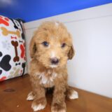 Lucky Goldendoodle 04