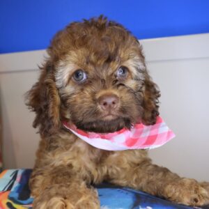 Luella Cockapoo 01 Luella Cockapoo 01