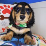 Mako Dachshund 01