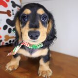 Mako Dachshund 02