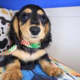 Mako Dachshund 03