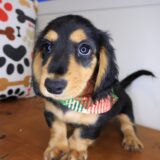 Mako Dachshund 04