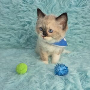 Marlo Ragdoll 01 Marlo Ragdoll 01