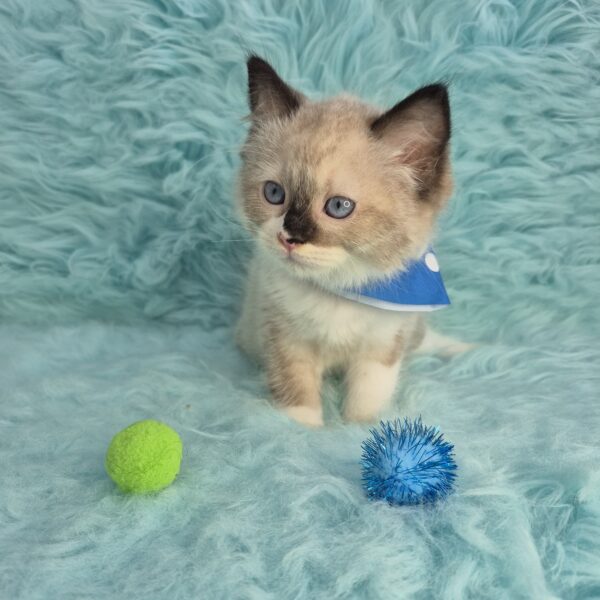 Marlo Ragdoll 01
